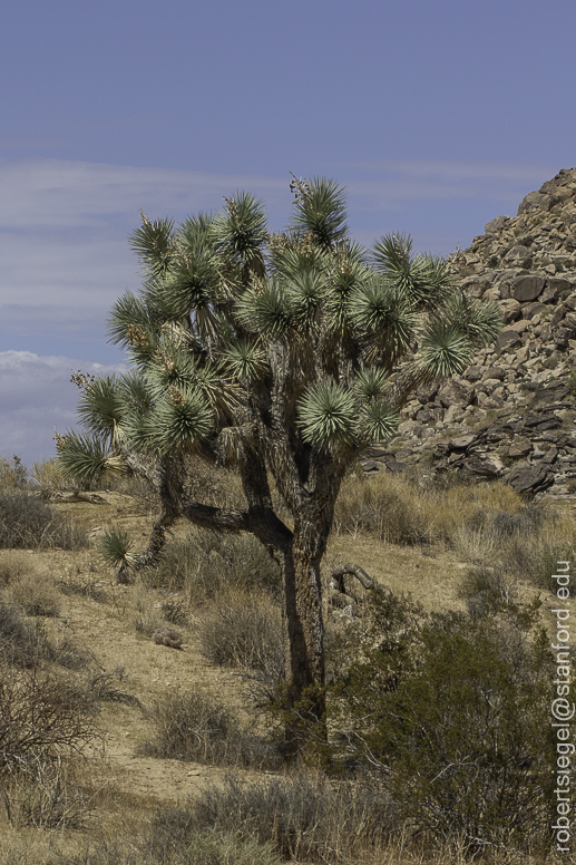 Desert Biogeography of Joshua Tree National Park